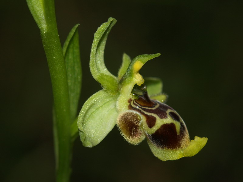 Ophrys conradiae - (2 parte)